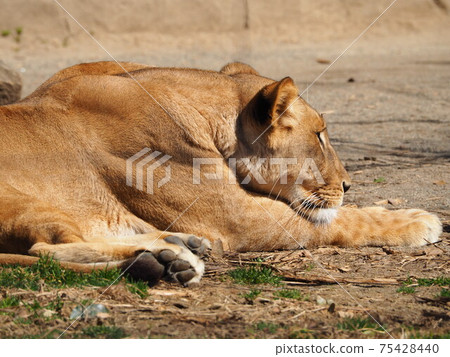 Female lion Female lion 75428440