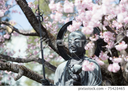 Angyo Sakura and Jizo 75428465