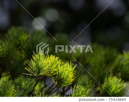 Pine leaf sprout March Pine leaf sprout March 75428664