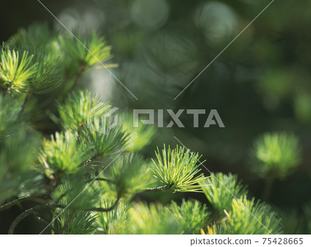 Pine leaf sprout March Pine leaf sprout March 75428665
