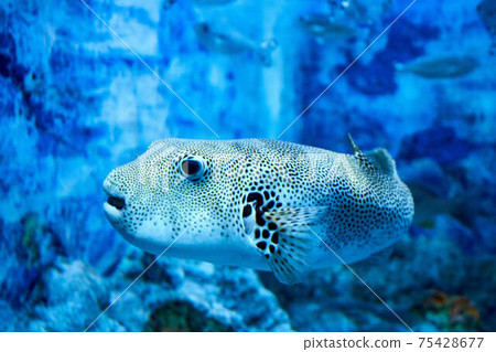 Moyoufugu Moyoufugu 75428677