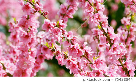 花友(幸運的事) 花友(幸運的事) 75428844