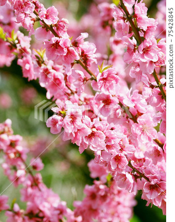 花友(幸運的事) 花友(幸運的事) 75428845