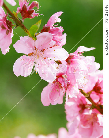 花友(幸運的事) 花友(幸運的事) 75428846