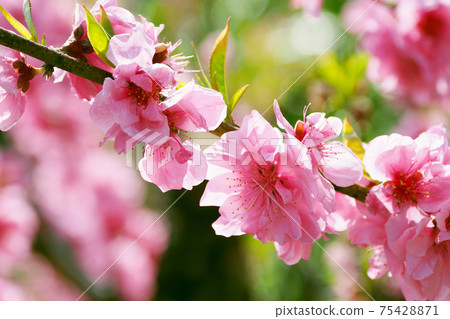 花友(幸運的事) 花友(幸運的事) 75428871