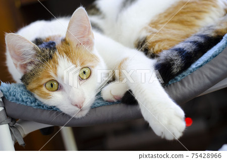 A domestic tricolor cat lies on a chair. A domestic tricolor cat lies on a chair. 75428966