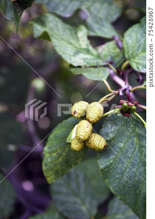 Alder cones close-up. Plants of Siberia, nature Alder cones close-up. Plants of Siberia, nature 75428967
