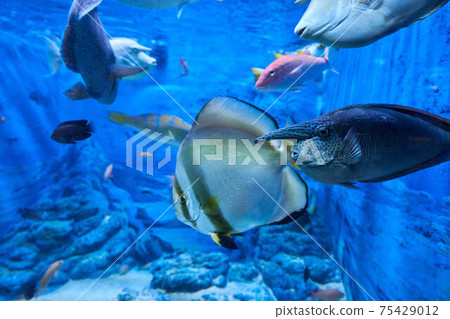 魚在海底 魚在海底 75429012