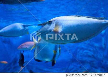 Tengehagi Tengehagi 75429014