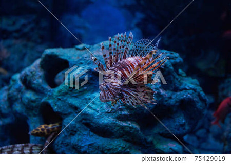 Hanturkey魚 75429019