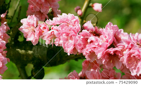 花友（幸運的事） 75429090