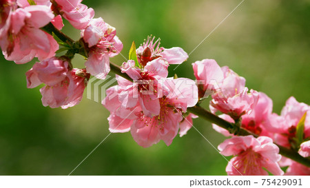 花友（幸運的事） 75429091