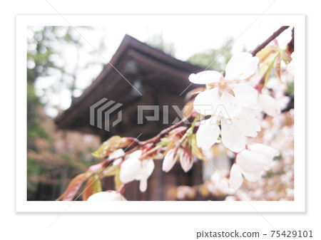 電影照片高野山 電影照片高野山 75429101