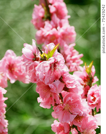 春天的形象（花名） 75429242