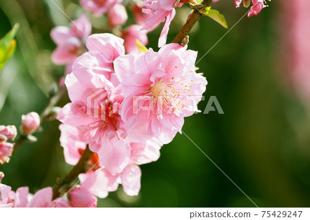 春天的形象(花名) 春天的形象(花名) 75429247