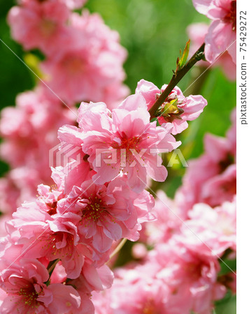 春天的形象（花名） 75429272