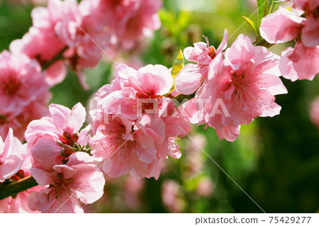 春天的形象（花名） 75429277