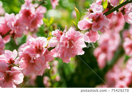 春天的形象（花名） 75429278