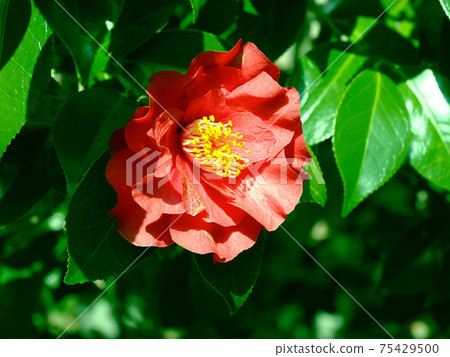 Camellia Camellia 75429500