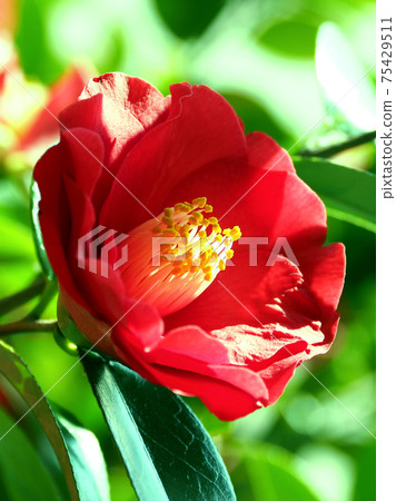 茶花 茶花 75429511