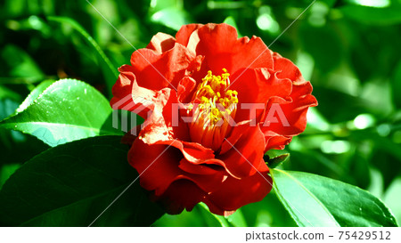 茶花 茶花 75429512