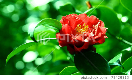 茶花 茶花 75429513