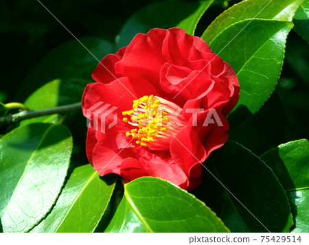 茶花 茶花 75429514