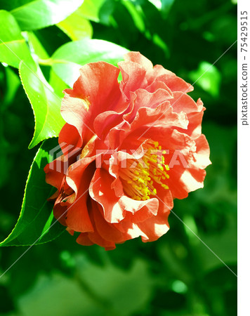 茶花 75429515