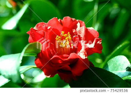 茶花 75429536
