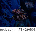 fish魚 75429606