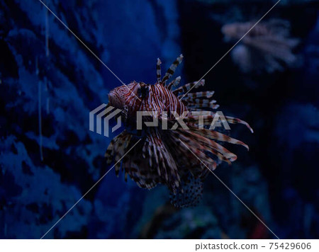 fish魚 fish魚 75429606