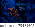 Hanturkey魚 75429608