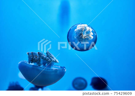 jellyfish jellyfish 75429609