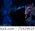 Hanturkey魚 75429610