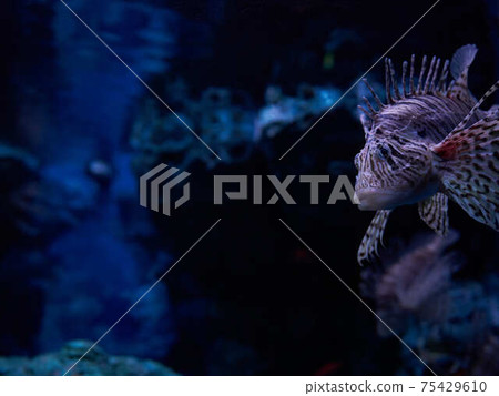 Hanturkey魚 Hanturkey魚 75429610