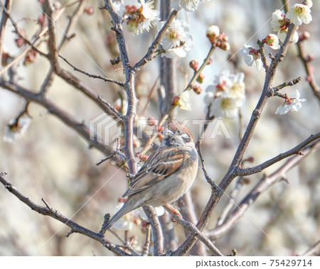 Sparrow on plum like Japanese painting Sparrow on plum like Japanese painting 75429714