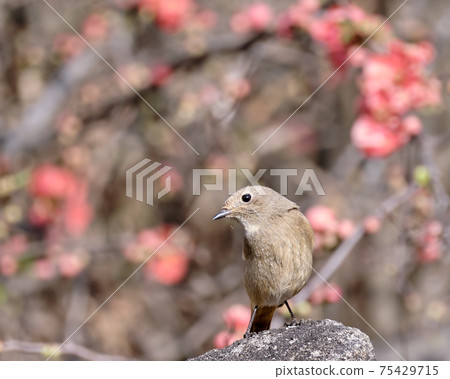 Daurian Redstart (female) surrounded by bokeh flowers (March) Daurian Redstart (female) surrounded by bokeh flowers (March) 75429715