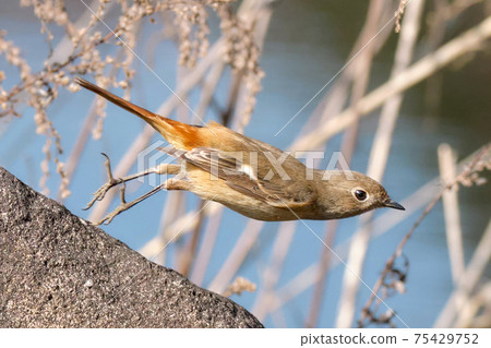!達里安·雷德斯塔克(Daurian Redstart)女性起飛 !達里安·雷德斯塔克(Daurian Redstart)女性起飛 75429752