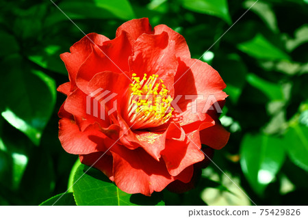 茶花 茶花 75429826