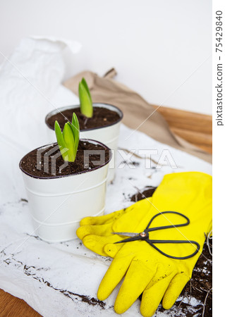 Transplanting hyacinth bulbs into pots, garden tools lie on the background, yellow gloves. Transplanting hyacinth bulbs into pots, garden tools lie on the background, yellow gloves. 75429840