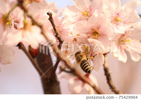 Bee growing cherry nectar 75429904
