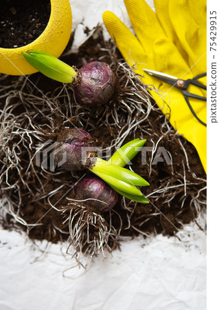 The hyacinth bulbs lie on the ground with scissors and gloves as they are transplanted into a pot. 75429915