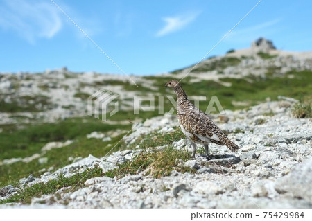 At Bessan in the Tateyama mountain range, a summer grouse who is wary of the area on a small rocky area with a good view 75429984