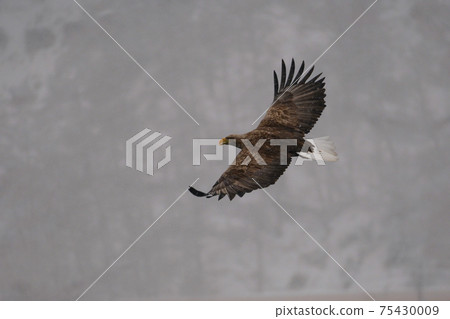 白尾鷹鷹 75430009