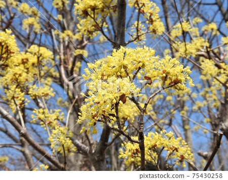 三水花盛開 75430258