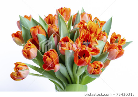 Bouquet of red-yellow tulips on a white background. Close-up. Bouquet of red-yellow tulips on a white background. Close-up. 75430313