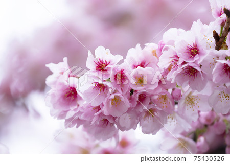 櫻花盛開 櫻花盛開 75430526