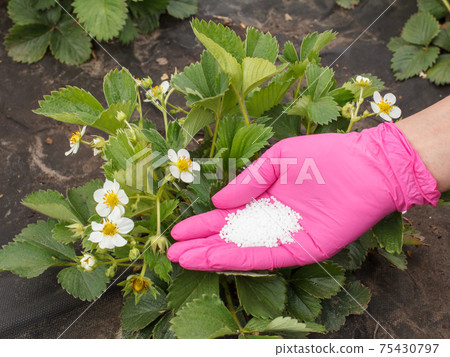 Farmer hand giving chemical fertilizer to young strawberry plants Farmer hand giving chemical fertilizer to young strawberry plants 75430797