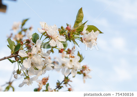 Branches of blooming cherry tree in a spring orchard. Branches of blooming cherry tree in a spring orchard. 75430816