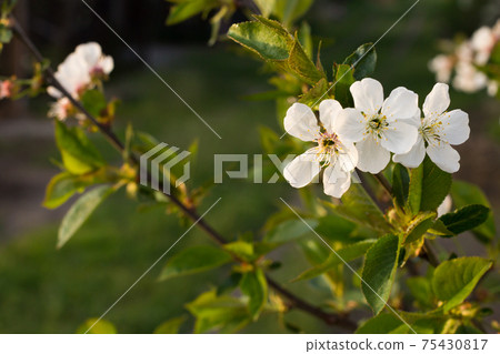 Branches of blooming cherry tree in a spring orchard. 75430817